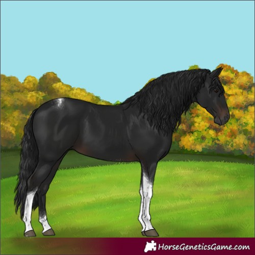 Horse Color:Gray Brown Tobiano 