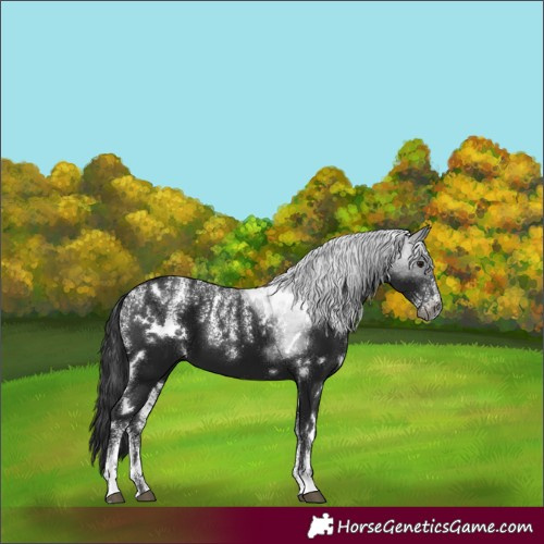 Horse Color:Powder White Gray White Spotted Black 