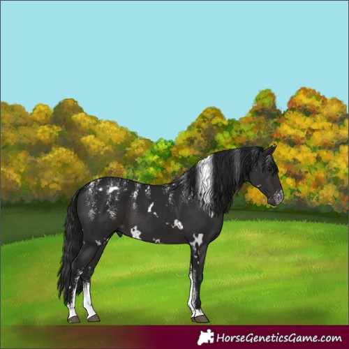 Horse Color:Powder White Gray White Spotted Black 