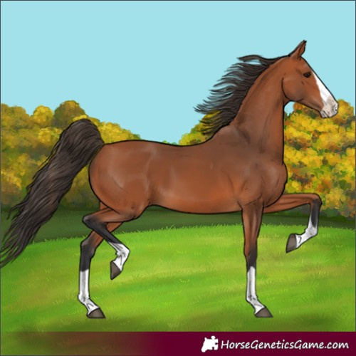 Horse Color:Bay Splash 