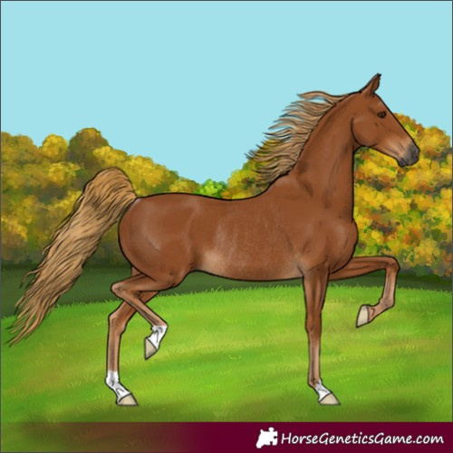 Horse Color:Gray Chestnut Rabicano 