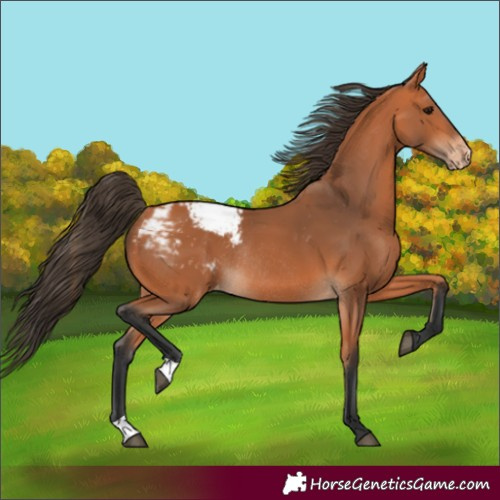 Horse Color:Bay Snowcap Rabicano 