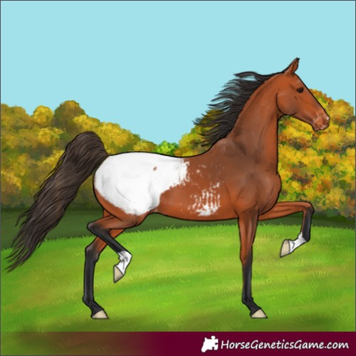 Horse Color:Bay Snowcap 