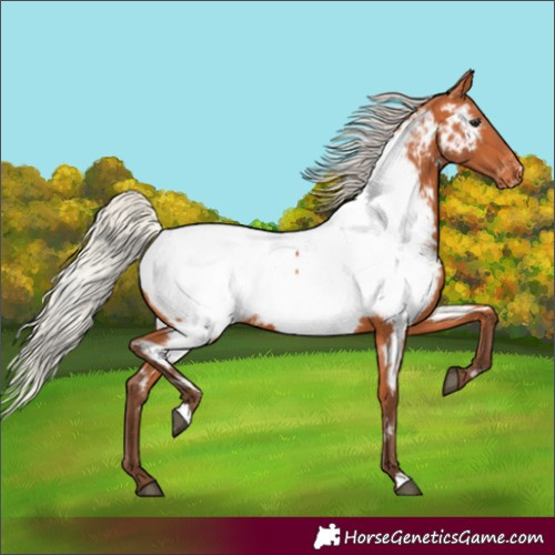 Horse Color:Silver Bay Near Fewspot