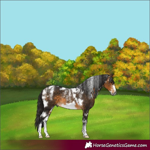 Horse Color:Powder White Gray White Spotted Buckskin Frame Rabicano 