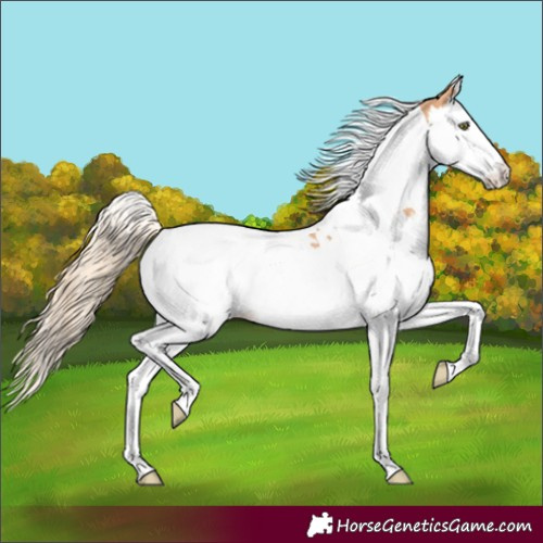 Horse Color:Gold Champagne Splash Tobiano 