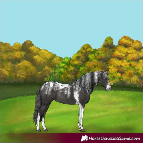 Horse Color:Powder White Gray Smoky Black Tobiano Rabicano 