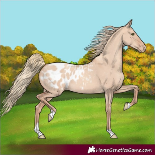 Horse Color:Gold Champagne Dun Tobiano Blanket