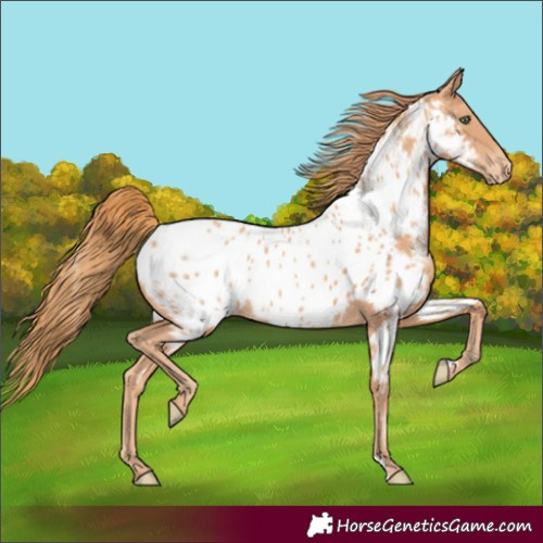 Horse Color:Gold Champagne Near Leopard