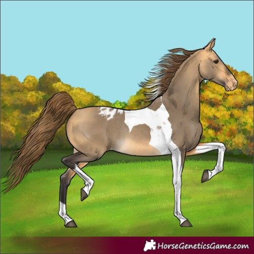 Horse Color:Buckskin Dun Tobiano Appaloosa Rabicano