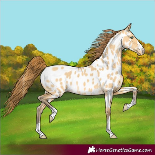 Horse Color:Amber Cream Champagne Dun Near Leopard 