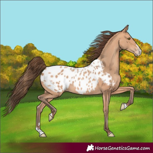 Horse Color:Amber Champagne Splash Blanket 
