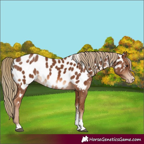 Horse Color:Chestnut Sabino Tobiano Appaloosa Rabicano 