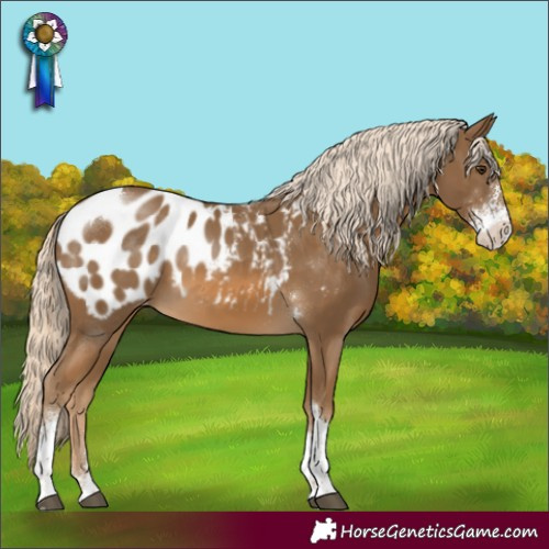 Horse Color:Chocolate Palomino Sabino Tobiano Appaloosa