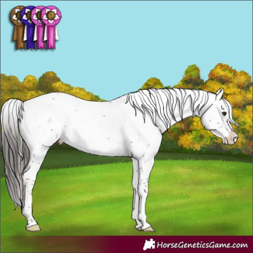Horse Color:Liver Chestnut Sabino Appaloosa Rabicano
