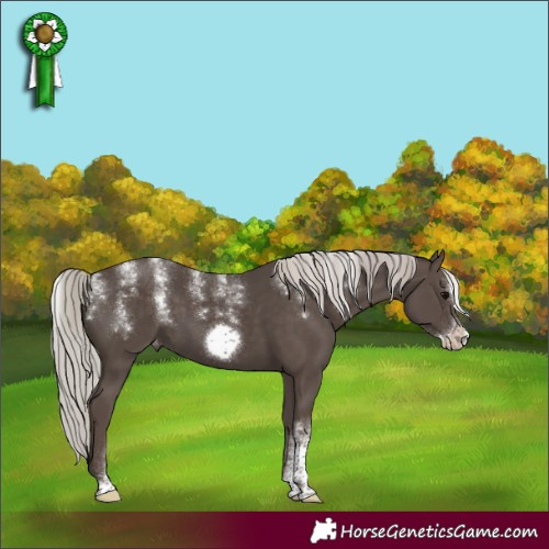 Horse Color:Powder White Silver Black Frame Appaloosa
