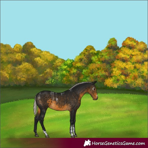 Horse Color:Powder White Gray Silver Buckskin Sabino 