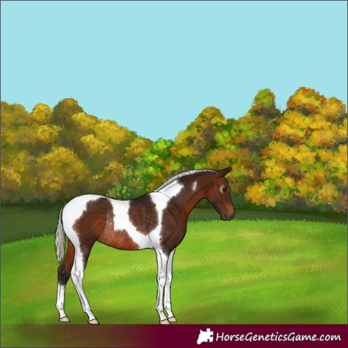 Horse Color:Gray Silver Bay Tobiano Rabicano 