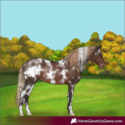 Horse Color:White Spotted Liver Chestnut Appaloosa Rabicano