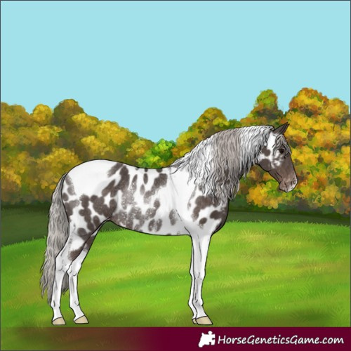 Horse Color:Silver Black Tobiano Appaloosa Rabicano