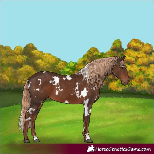 Horse Color:White Spotted Liver Chestnut