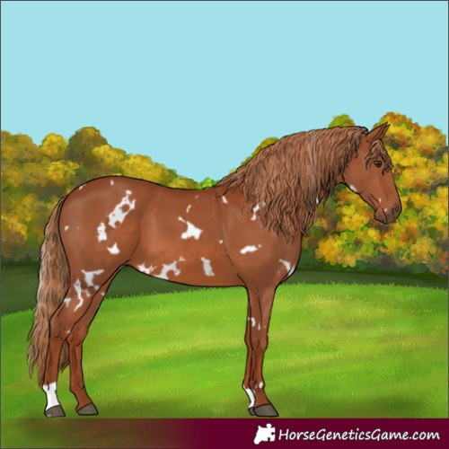 Horse Color:White Spotted Chestnut 
