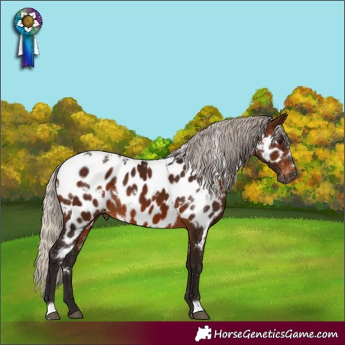 Horse Color:Gray White Spotted Silver Bay Appaloosa Rabicano