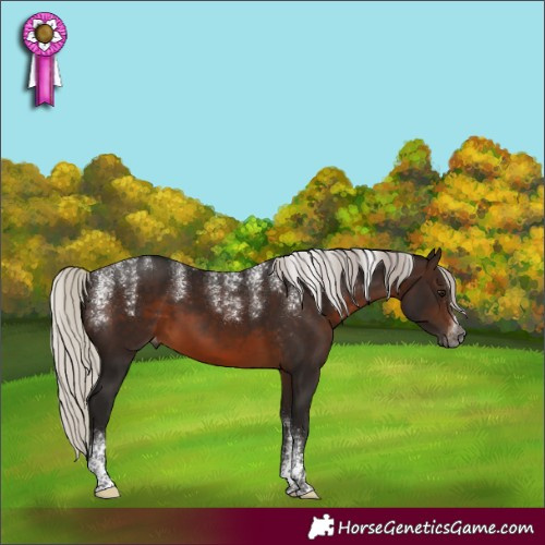 Horse Color:Powder White Gray Silver Brown Appaloosa 