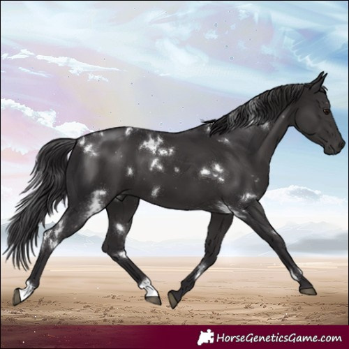 Horse Color:White Spotted Smoky Black 