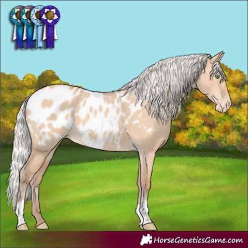 Horse Color:Silver Amber Champagne Dun Tobiano Appaloosa