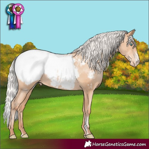 Horse Color:Silver Sable Champagne Pearl Sabino Appaloosa 