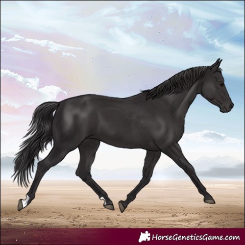Horse Color:Smoky Black