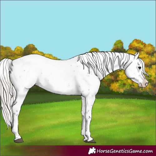Horse Color:Silver Black Sabino Appaloosa Rabicano