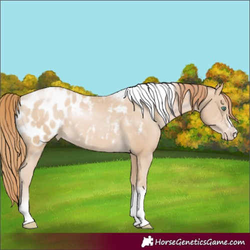 Horse Color:Smoky Black Pearl Sabino Tobiano Appaloosa