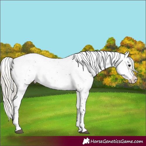 Horse Color:Silver Buckskin Sabino Appaloosa Rabicano 