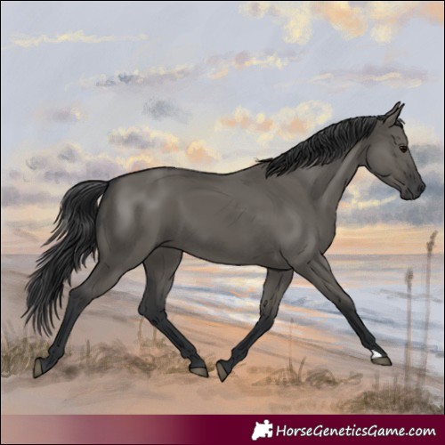 Horse Color:Grullo 