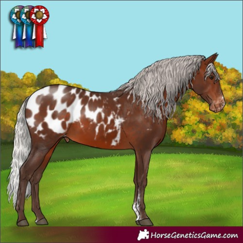 Horse Color:Silver Brown Sabino Appaloosa Rabicano 