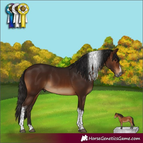 Horse Color:Gray Bay Tobiano Frame Rabicano