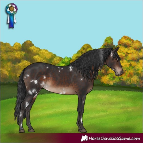 Horse Color:White Spotted Brown 