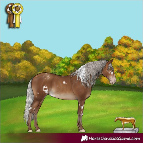 Horse Color:Gray White Spotted Silver Sable Champagne Frame Appaloosa Rabicano