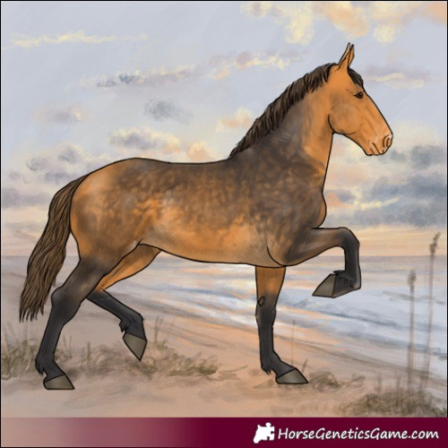 Horse Color:Buckskin Varnish