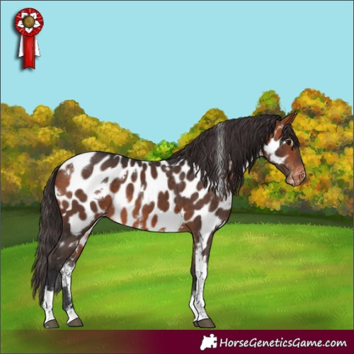 Horse Color:White Spotted Bay Tobiano Appaloosa