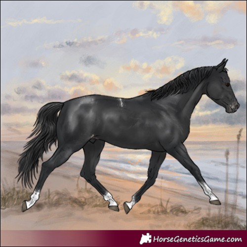 Horse Color:Black Tobiano Appaloosa
