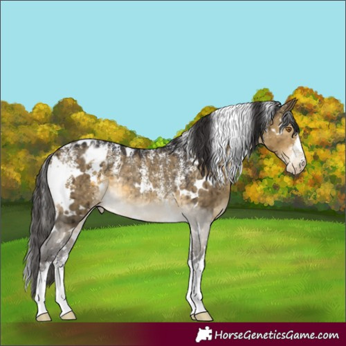 Horse Color:Powder White White Spotted Buckskin Dun Appaloosa Rabicano Brindle