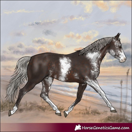 Horse Color:Silver Brown Sabino Rabicano 
