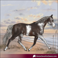 Horse Color:Silver Brown Sabino Rabicano 