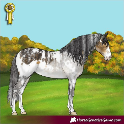 Horse Color:Powder White White Spotted Buckskin Rabicano