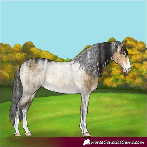 Horse Color:Powder White Buckskin Dun Rabicano Brindle
