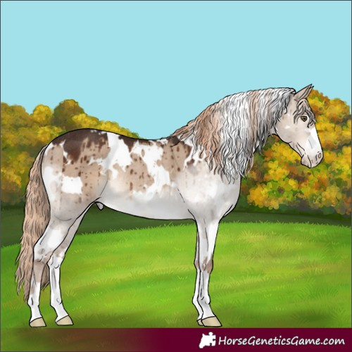 Horse Color:White Spotted Liver Red Dun Rabicano Brindle 