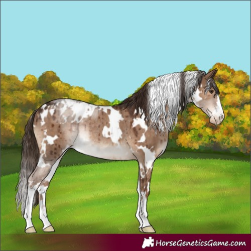 Horse Color:White Spotted Liver Red Dun Blanket Rabicano Brindle 